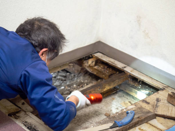 Mold Testing and Removal in Kittredge, CO