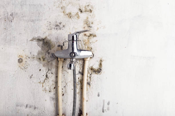 Professional Mold Removal in Kittredge, CO