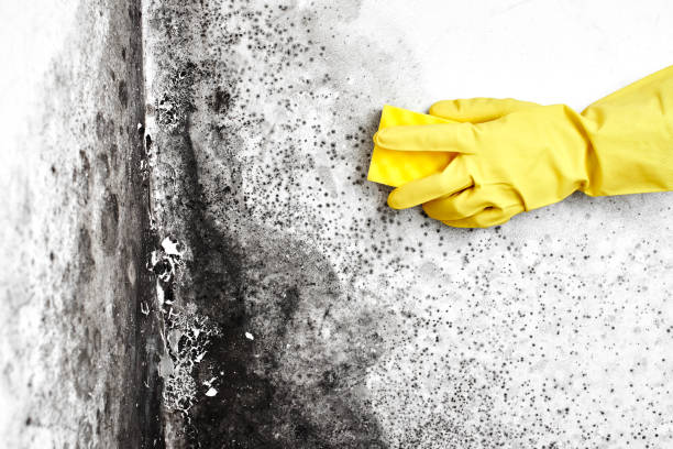 Attic Mold Removal in Kittredge, CO