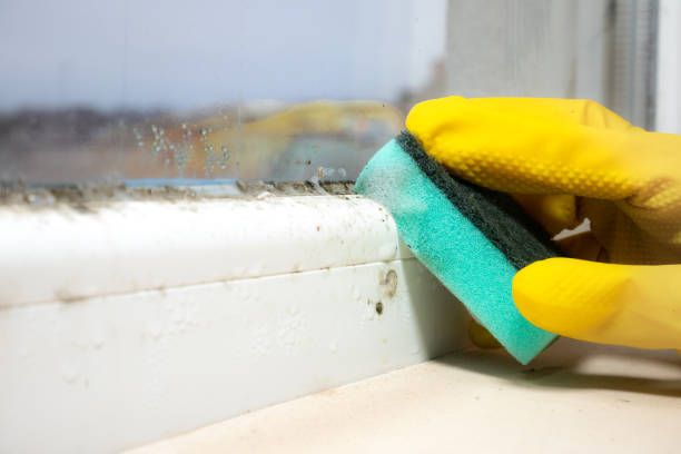 Best Local Mold Removal Service  in Kittredge, CO