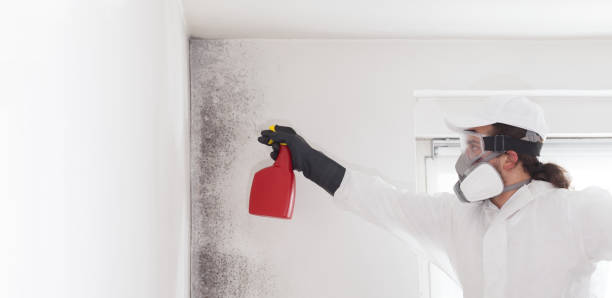 Best Fast Mold Removal  in Kittredge, CO