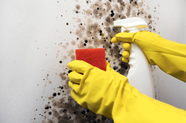Mold Removal Process in Kittredge, CO