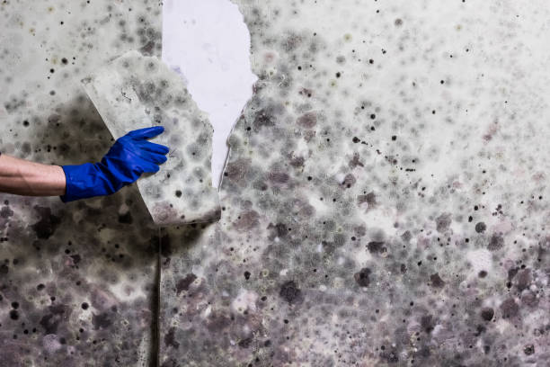 Best Residential Mold Removal  in Kittredge, CO