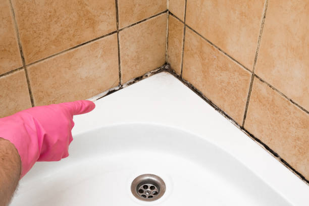 Best Mold Cleaning Services  in Kittredge, CO