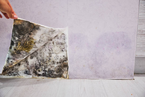Best Crawl Space Mold Removal  in Kittredge, CO